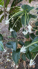 Posoqueria latifolia