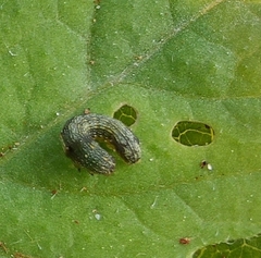 Lepidoptera