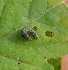 Lepidoptera