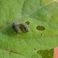 Lepidoptera