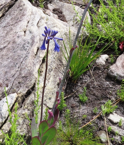 African Lily (Agapanthus africanus)