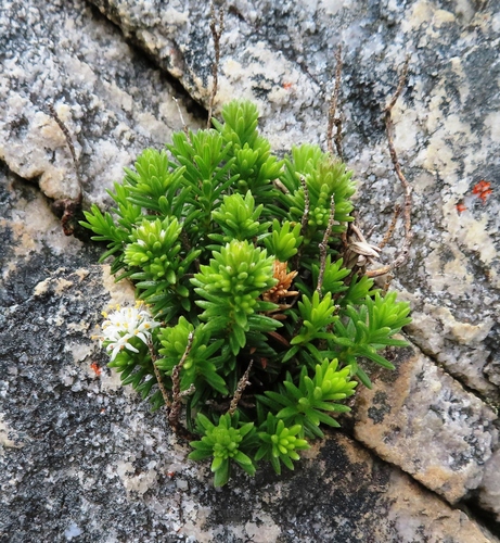 Stilbe rupestris (Stilbe rupestris)