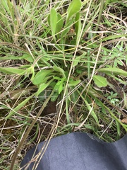 Brachyscome decipiens