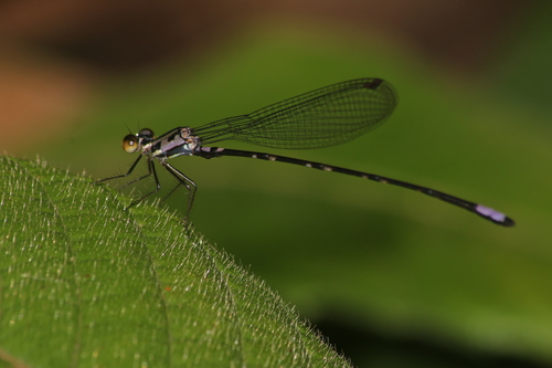 Idiocnemis