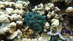 Tydemania expeditionis