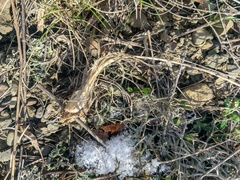 Allium marschalianum