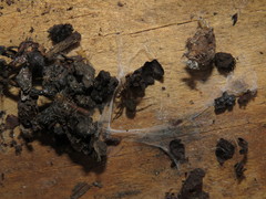 Lycosoides coarctata