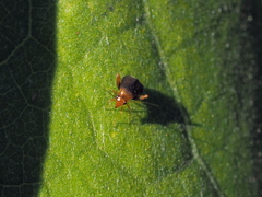 Halticus luteicollis