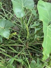 Thaumatophyllum corcovadense