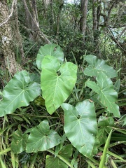 Thaumatophyllum corcovadense