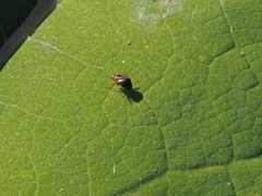 Halticus luteicollis