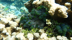 Tydemania expeditionis