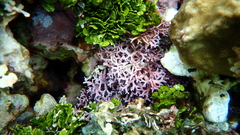 Amphiroa