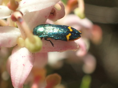 Castiarina leai