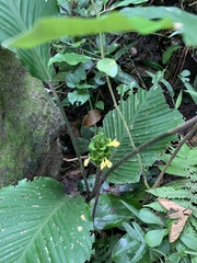 Goeppertia cylindrica