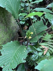 Goeppertia cylindrica