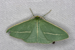 Chlorocoma stereota
