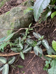 Chamaeranthemum beyrichii
