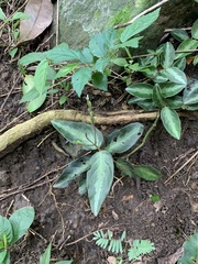 Chamaeranthemum beyrichii