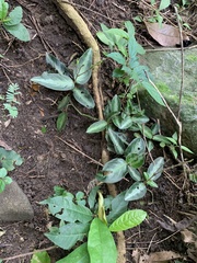 Chamaeranthemum beyrichii