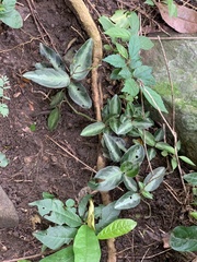 Chamaeranthemum beyrichii