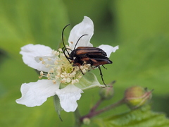 Stenurella jaegeri