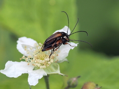 Stenurella jaegeri