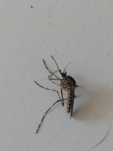 Banded house mosquito, Asmansweg 16, 2571 BK Den Haag, Nederland, photo 4 of 10