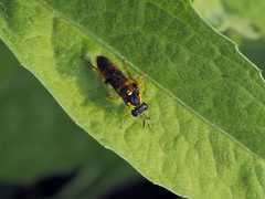 Macrophya postica