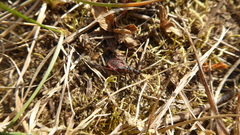 Rhynocoris annulatus