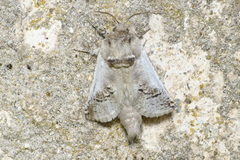 Parahypopta caestrum
