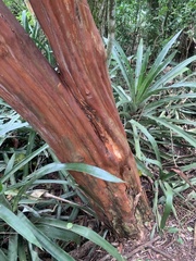 Eugenia candolleana