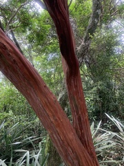 Eugenia candolleana