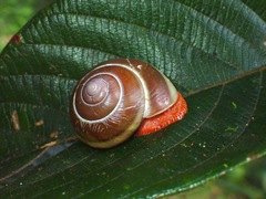 Hemiplecta