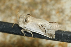 Parahypopta caestrum