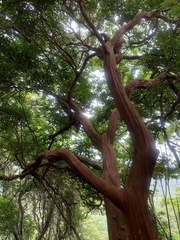 Eugenia candolleana