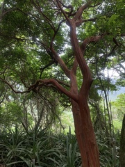 Eugenia candolleana