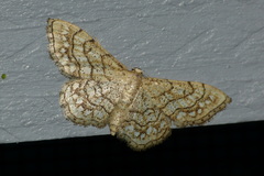 Idaea moniliata