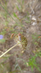 Rhopalus parumpunctatus