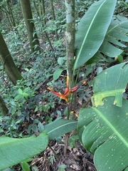 Heliconia spathocircinata