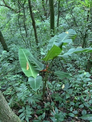 Heliconia spathocircinata