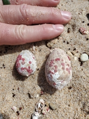 Cypraecassis testiculus