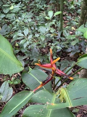 Heliconia spathocircinata