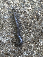 Akymnopellis
