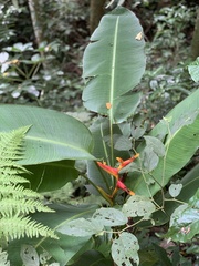 Heliconia spathocircinata