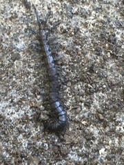 Akymnopellis