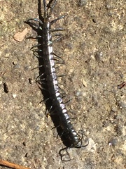 Akymnopellis