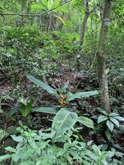 Heliconia spathocircinata