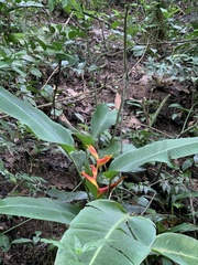 Heliconia spathocircinata