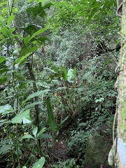 Heliconia spathocircinata